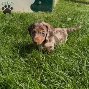 Gizmo, Dachshund Puppy