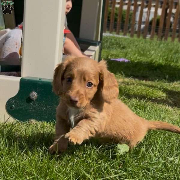 Cooper, Dachshund Puppy