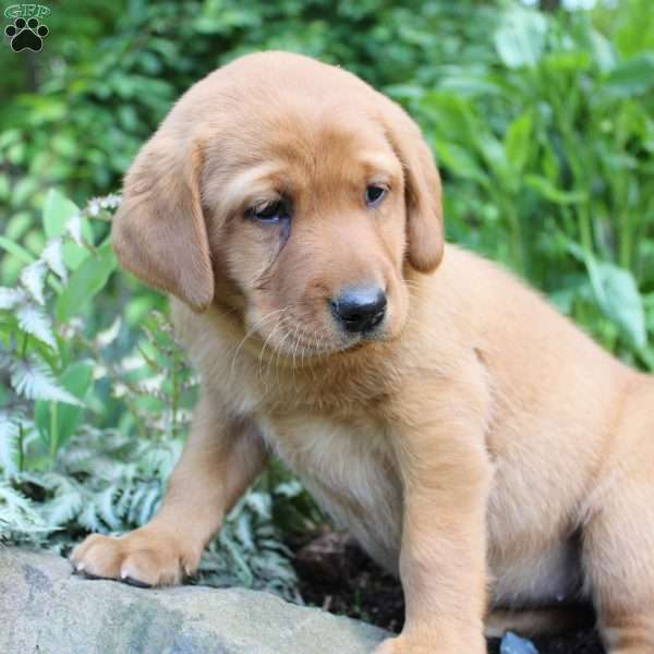 Princess, Fox Red Labrador Retriever Puppy