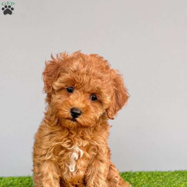 Roxy, Cavapoo Puppy
