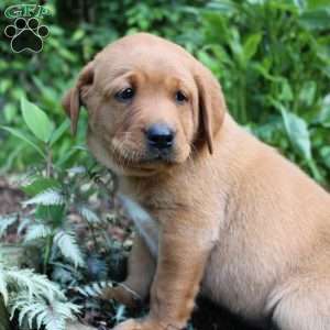 Teddy, Fox Red Labrador Retriever Puppy