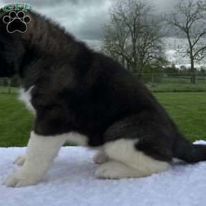 Jada, Akita Puppy
