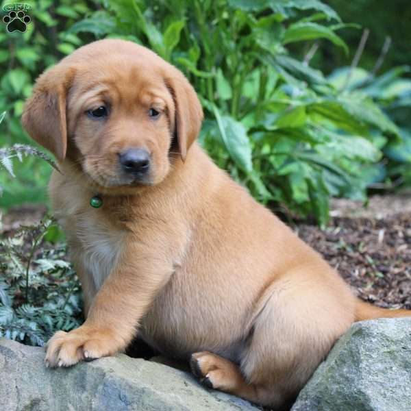 Hank, Fox Red Labrador Retriever Puppy