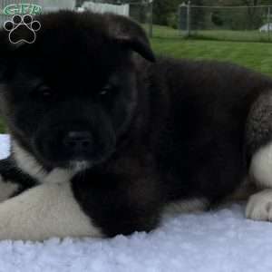 Jada, Akita Puppy