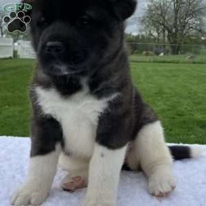 Jada, Akita Puppy