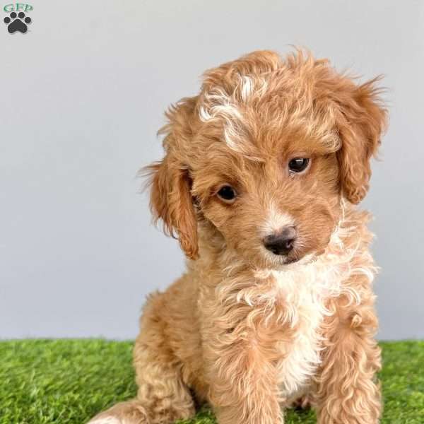 Piper, Cavapoo Puppy