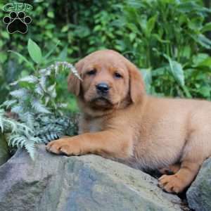 Buster, Fox Red Labrador Retriever Puppy