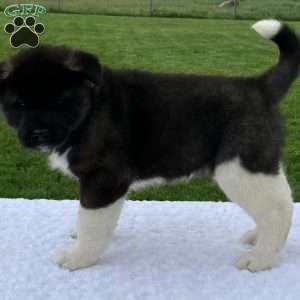 Jada, Akita Puppy
