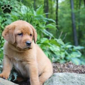 Buster, Fox Red Labrador Retriever Puppy
