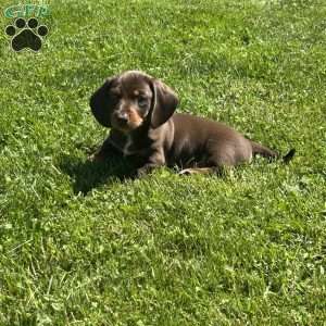 Geo, Dachshund Puppy