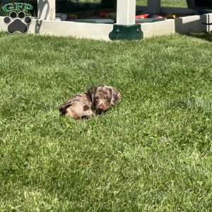 Gizmo, Dachshund Puppy