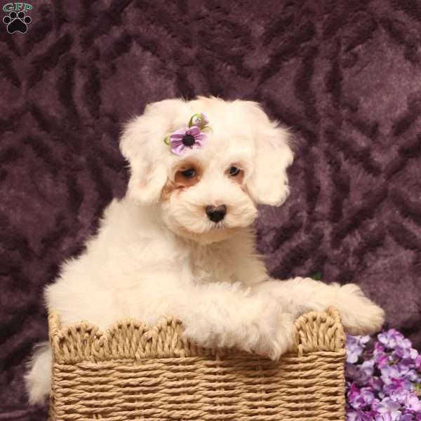 Kirsi, Cockapoo Puppy