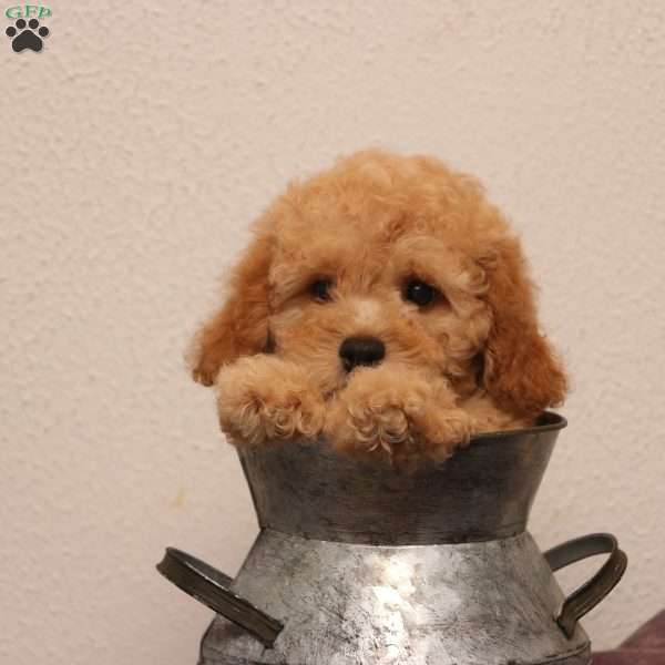Keto, Cockapoo Puppy