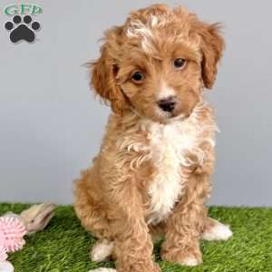 Piper, Cavapoo Puppy