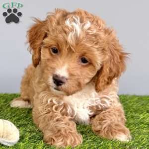 Piper, Cavapoo Puppy