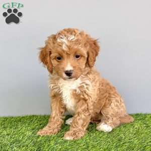 Piper, Cavapoo Puppy