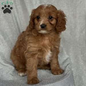 Sugar, Cavapoo Puppy