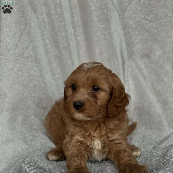 Snoopy, Cavapoo Puppy