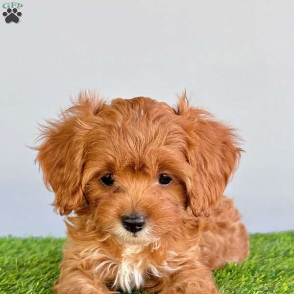 Ellie, Cavapoo Puppy