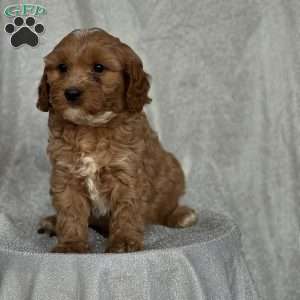 Snoopy, Cavapoo Puppy