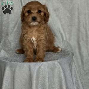 Stanley, Cavapoo Puppy
