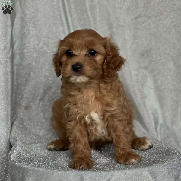 Stanley, Cavapoo Puppy