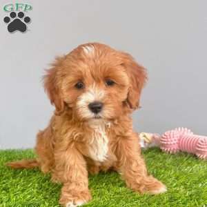 Honey, Cavapoo Puppy