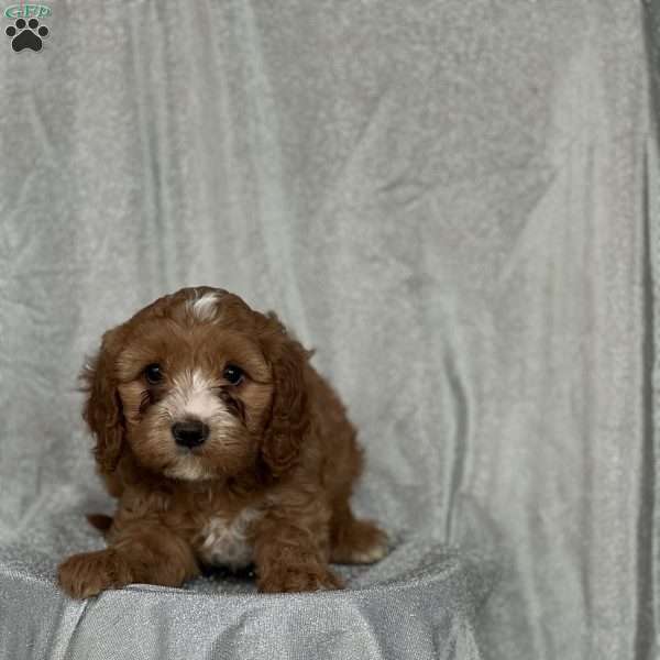 Samuel, Cavapoo Puppy