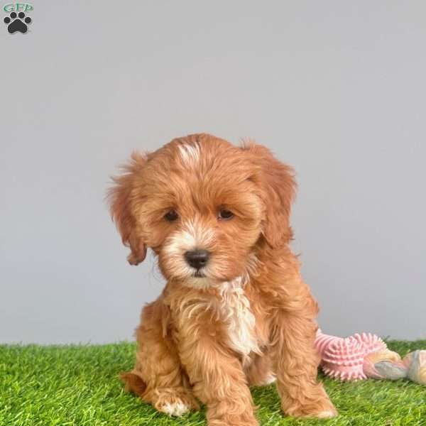 Honey, Cavapoo Puppy