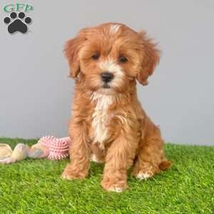 Honey, Cavapoo Puppy