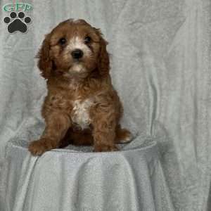 Samuel, Cavapoo Puppy