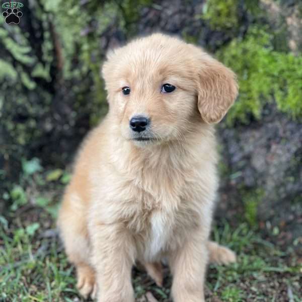 Courtney, Golden Retriever Puppy