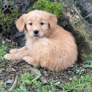 Courtney, Golden Retriever Puppy