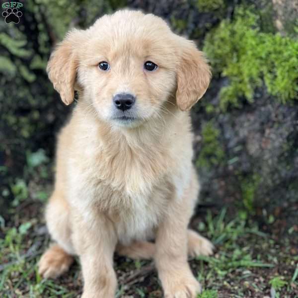 Claire, Golden Retriever Puppy