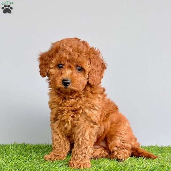 Josie, Cavapoo Puppy