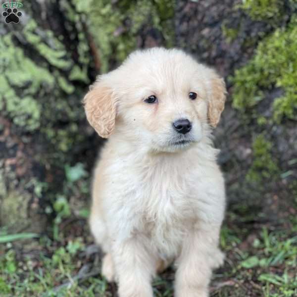 Calvin, Golden Retriever Puppy