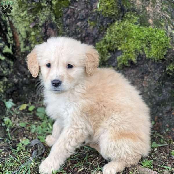 Carter, Golden Retriever Puppy