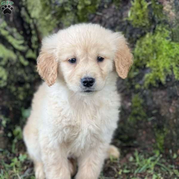Camillo, Golden Retriever Puppy