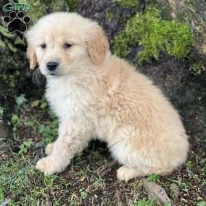 Camillo, Golden Retriever Puppy
