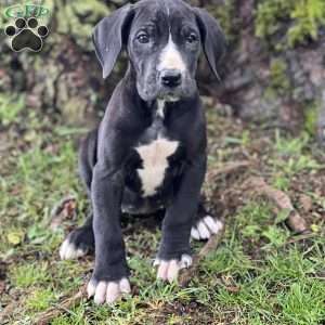 Julia, Great Dane Puppy