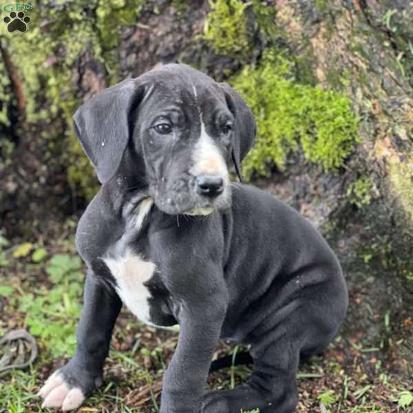 Julia, Great Dane Puppy