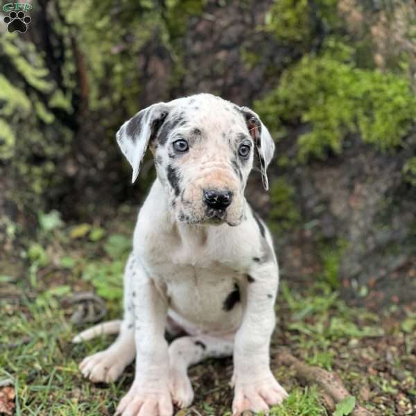 Janelle, Great Dane Puppy
