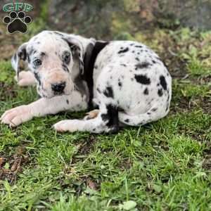 Janelle, Great Dane Puppy