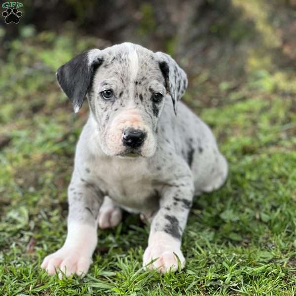 James, Great Dane Puppy