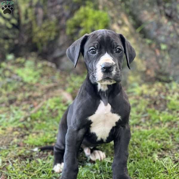 Jerome, Great Dane Puppy