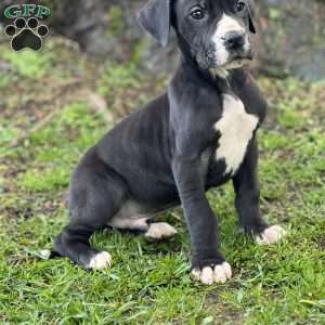 Jerome, Great Dane Puppy