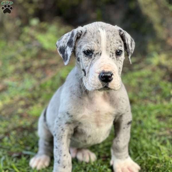 Jude, Great Dane Puppy