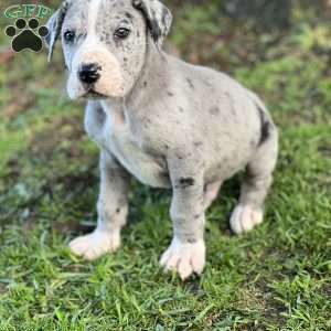 Jude, Great Dane Puppy