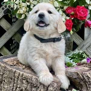 Lila, Golden Retriever Puppy