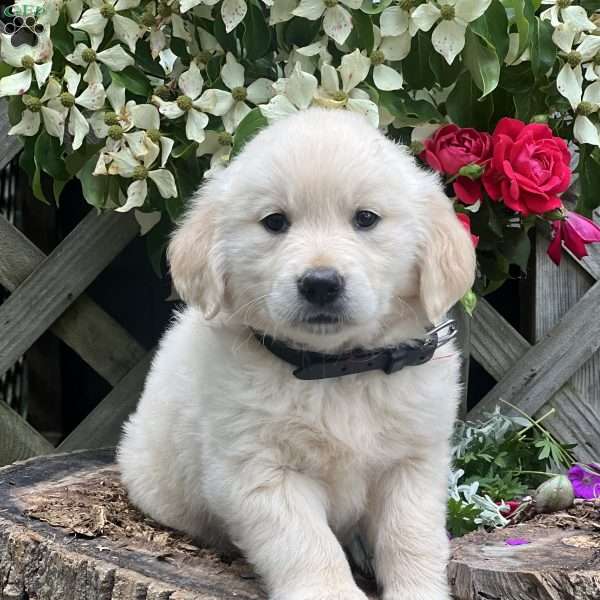 Lila, Golden Retriever Puppy